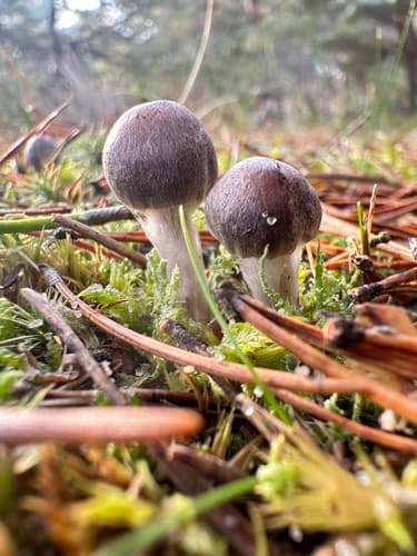 gąska ziemistoblaszkowa
