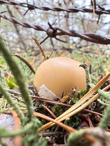 Amanita