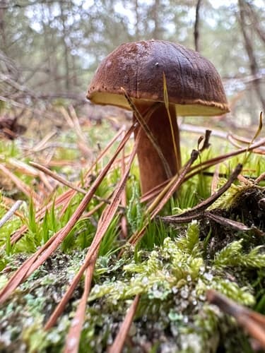 Podgrzybek brunatny