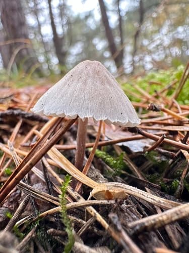 Grzybówka rdzawoplamista