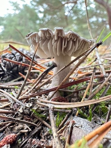 gąska ziemistoblaszkowa