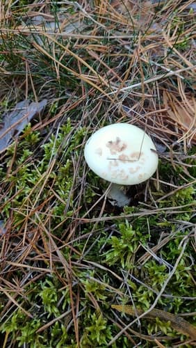 Muchomor cytrynowy
