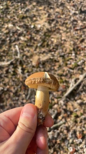 Podgrzybek brunatny