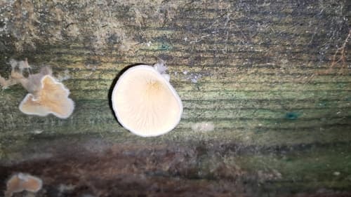 Crepidotus
