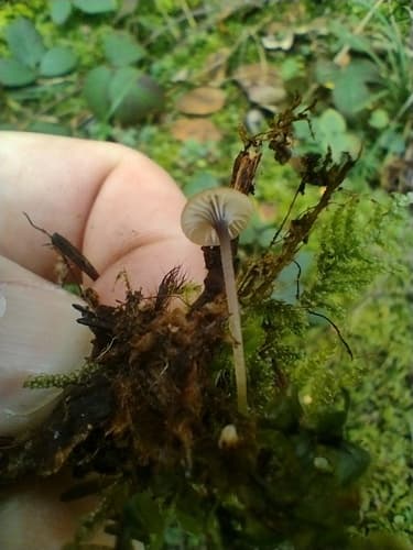 Spinka fioletowotrzonowa