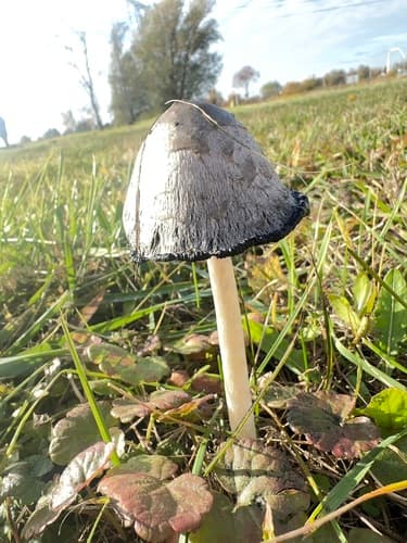 Czernidłak kołpakowaty
