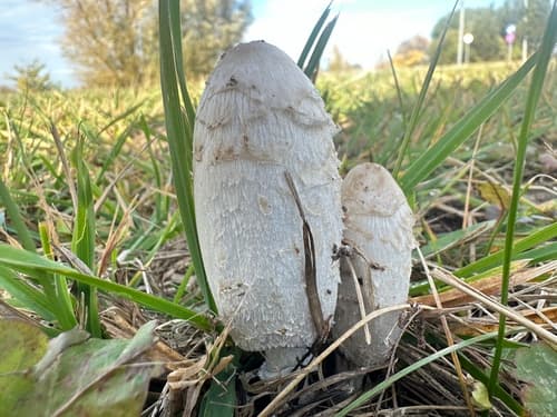 Czernidłak kołpakowaty