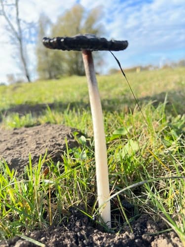 Czernidłak kołpakowaty