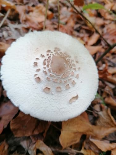 Czubajka