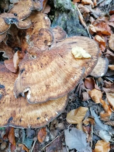 Wachlarzowiec olbrzymi