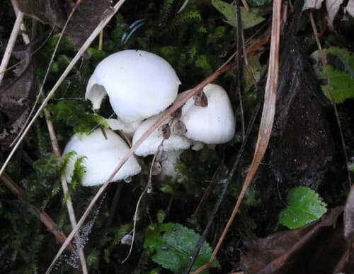 Inocybe insinuata