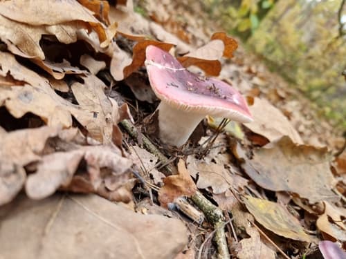 Gołąbek czerwonofioletowy