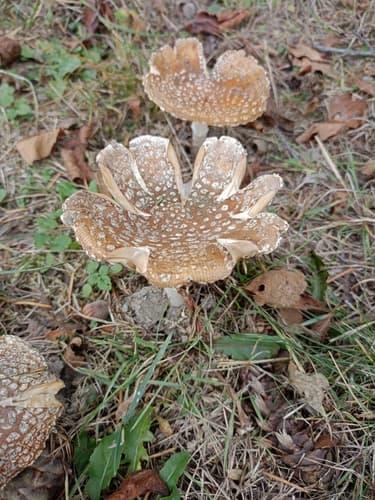 Amanita