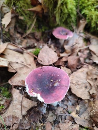 Gołąbek ciemnopurpurowy