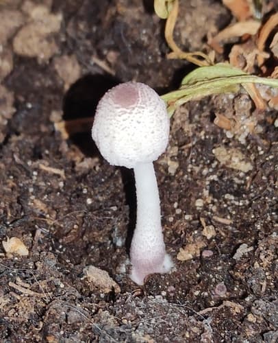 Leucocoprinus ianthinus