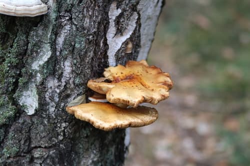 Pieczarniaki