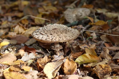 Czubajka