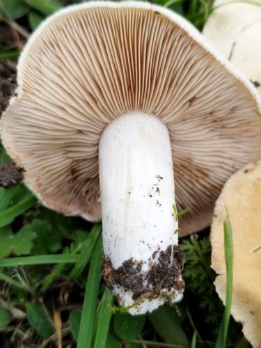 włośnianka rosista