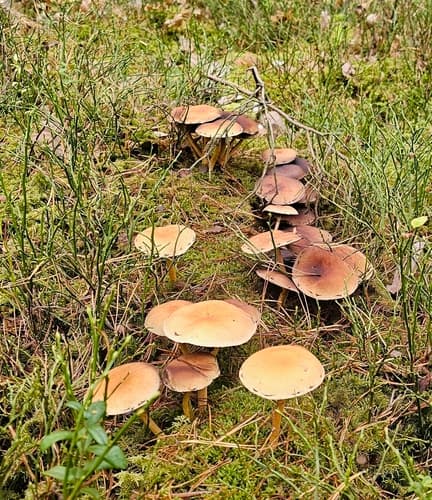 kruchawica aksamitna