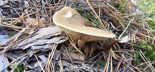 Krowiak podwinięty