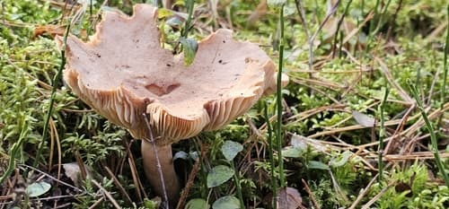 mleczaj płowy