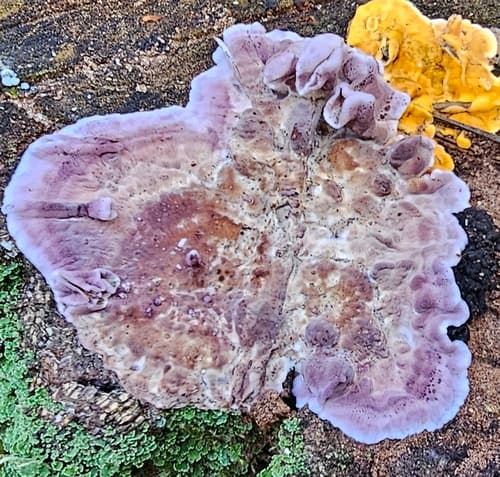 Chrząstkoskórnik purpurowy