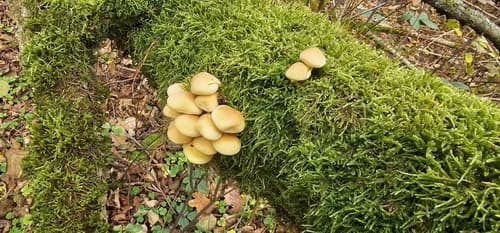 Agaricineae