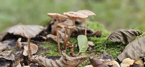 Grzybówka hełmiasta