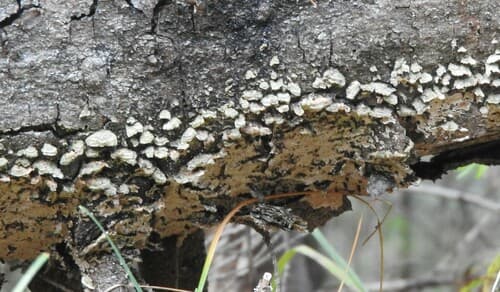 Niszczyk iglastodrzewny