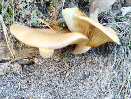 Tricholomopsis sulfureoides