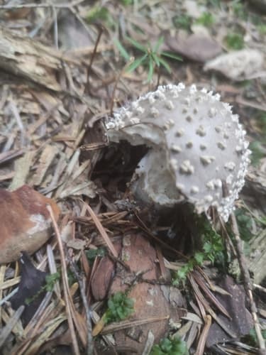 Amanitina