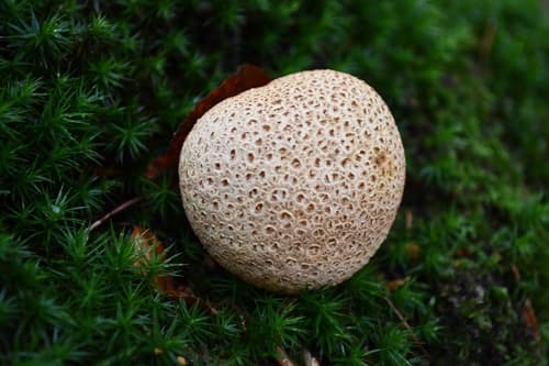 Tęgoskór cytrynowy