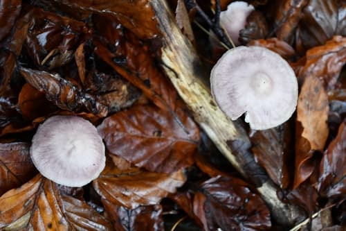 Calodontes