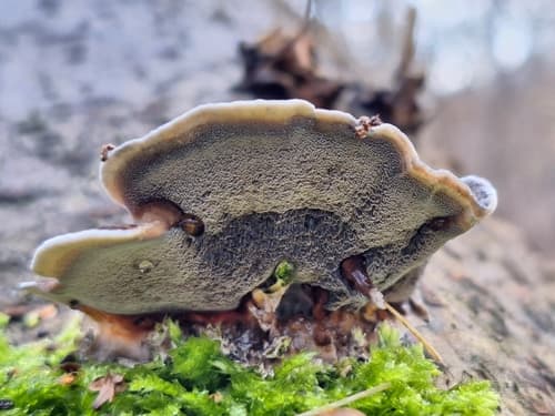 Szaroporka podpalana