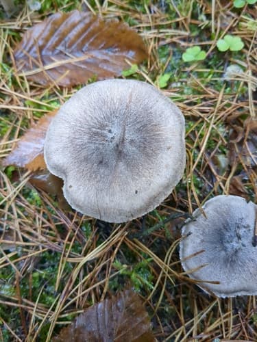 gąska ziemistoblaszkowa
