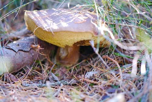 Podgrzybek brunatny