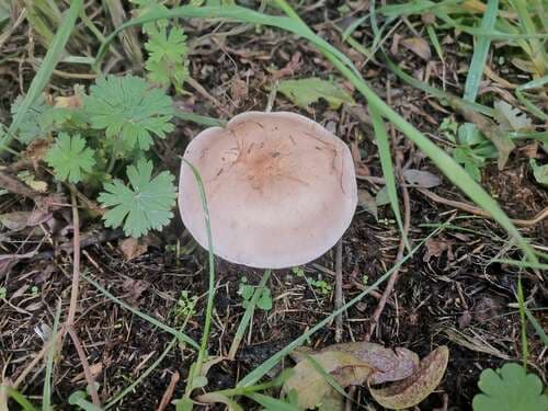 Collybia