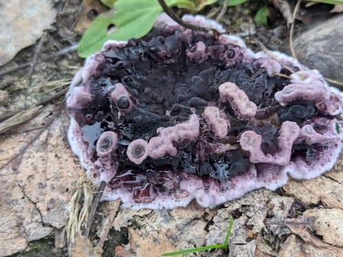 Chrząstkoskórnik purpurowy