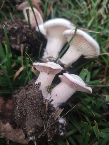 Collybia