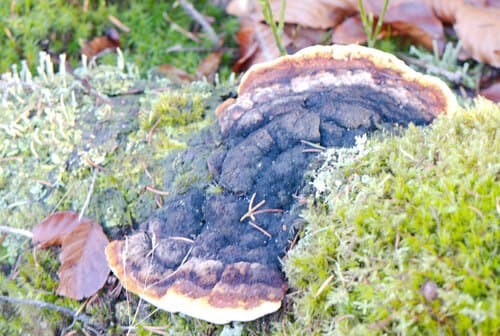 Niszczyca anyżkowa