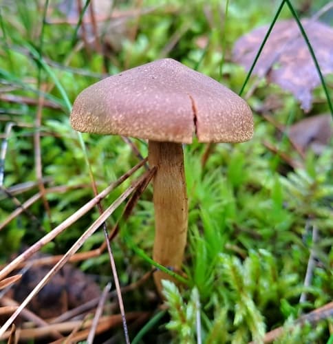 zasłonak purpurowoblaszkowy