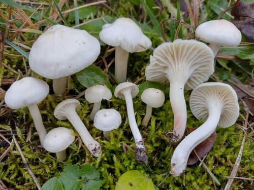Kopułka śnieżna