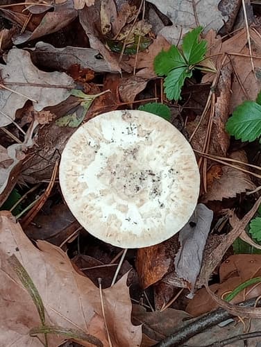 Muchomor cytrynowy
