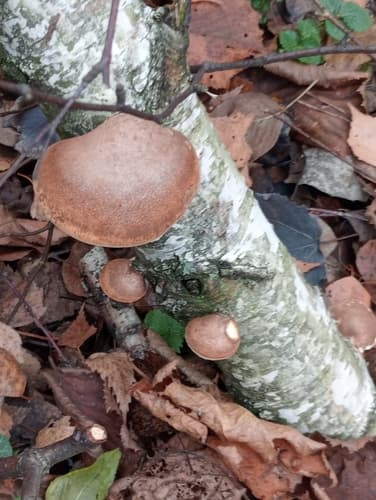 Białoporek brzozowy