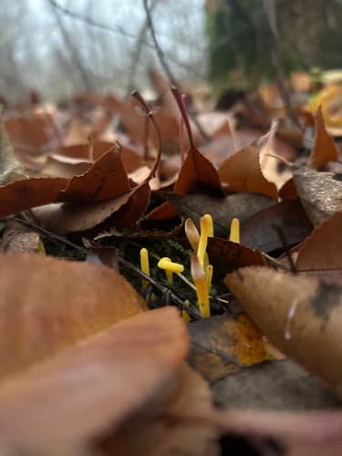 Clavulinopsis helvola