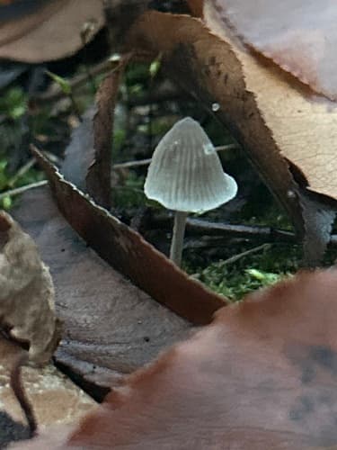 grzybówka chlorowonna