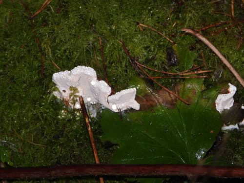 Żagwiowce