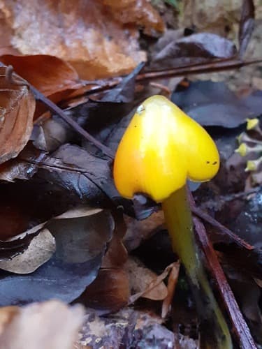 Hygrocybe