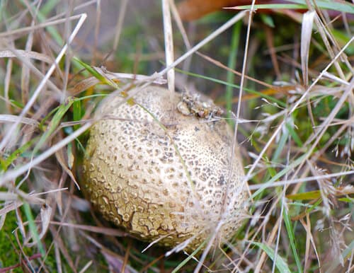 Tęgoskór cytrynowy
