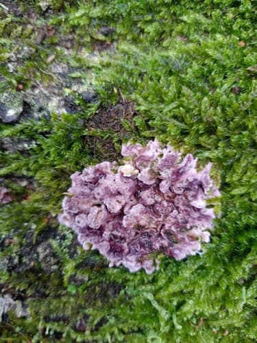 Chrząstkoskórnik purpurowy